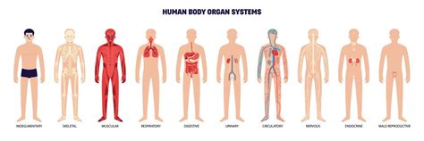 Human Body Organ System White Icon Set Vector Art At Vecteezy