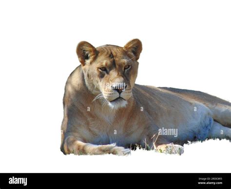 Lioness Isolated On White Background Stock Photo Alamy
