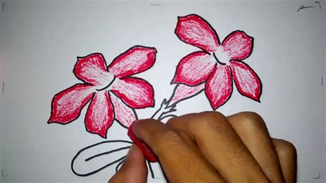 Cara menanam kekwa dari sejambak kekwa percubaan seperti pengulangan jenis yang menarik perhatian banyak di kalangan para penjual bunga. cara menggambar bunga kamboja jepang - YouTube