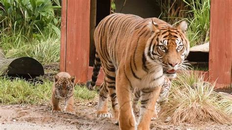 Rare Sumatran Tiger Cubs Make Public Debut At Sydney Zoo Youtube