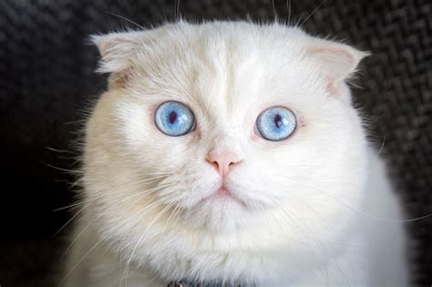 White Scottish Fold Cat Blueeyed Cat Far Away Thinking Cat Stock Photo