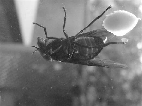 Large Black Flying Insect Tabanus Atratus Bugguidenet