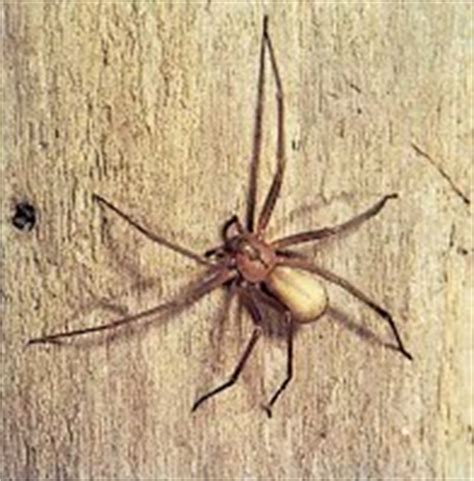 They are often cited as the most venomous spider in england and currently their population is expanding due to climate change. North America's most venomous spiders - Venomous ...