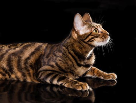Toyger For Sale Price Daina Her