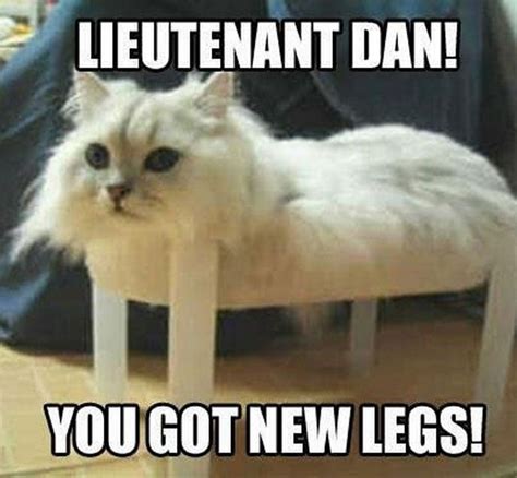 This is unarguably one of the funniest cat videos you've probably watched. 55 Funny Cat Memes - "Lieutenant Dan! You got new legs!" # ...