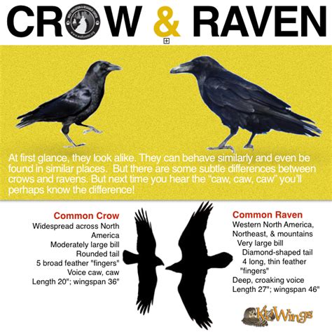 Know The Difference Crow Pet Birds Raven
