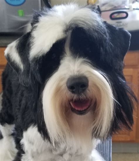 Pet Grooming 101 | All Things Dogs College