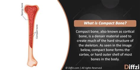 Compact Bones Vs Spongy Bones Diffzi