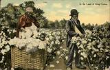 Confederate Cotton Company Pictures