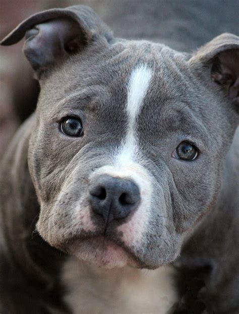 5 Popular Different Types Of Pitbulls Breeds With Pictures Health
