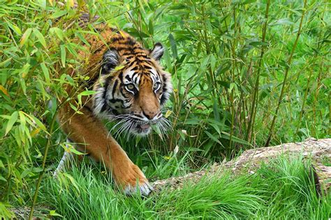 Tiger Sighting On Sumatran Highway Causes A Stir But Is No Surprise