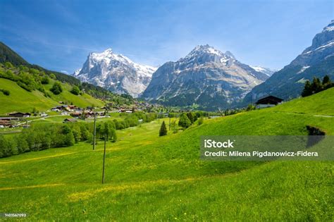 Padang Rumput Alpine Dengan Pegunungan Alpen Di Desa Grindelwald Di
