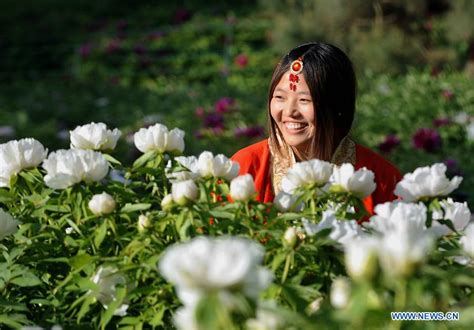 Visitors View Peony Flowers In Luoyang People S Daily Online