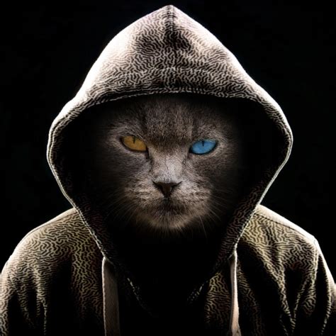 Maybe you would like to learn more about one of these? Cool Cat Forum Avatar | Profile Photo - ID: 144986 ...