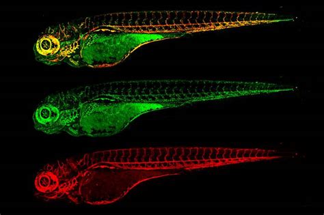 Certain genes are inserted into the plant's genome that confer. Transgenic zebrafish-Monthly Meeting