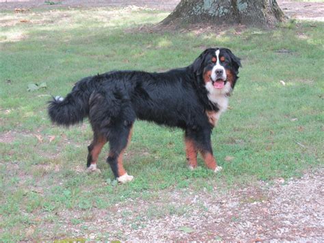 47 Bernese Mountain Dog Breeder Missouri Picture Bleumoonproductions