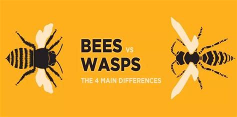 Bees Vs Wasps The 4 Main Differences The Fact Site