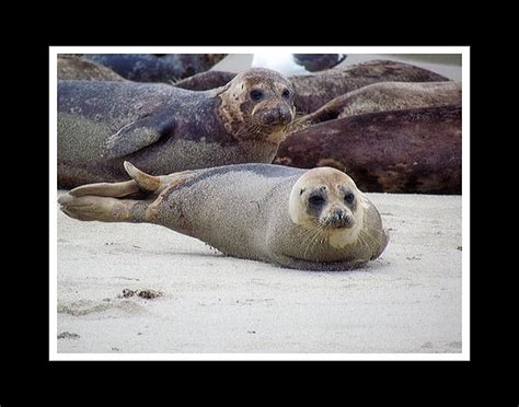 Sunbathing Seal In San Diego Fine Art America Critter Fine Art