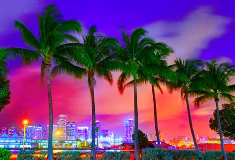 Miami Skyline Sunset With Palm Trees Florida Stock Photo And More