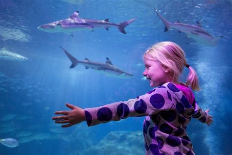 Sea Life Michigan Aquarium Admission With Talks Exhibits 2024 Detroit