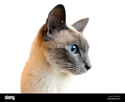 A Portrait Of An Adult Siamese Cat Stock Photo Alamy