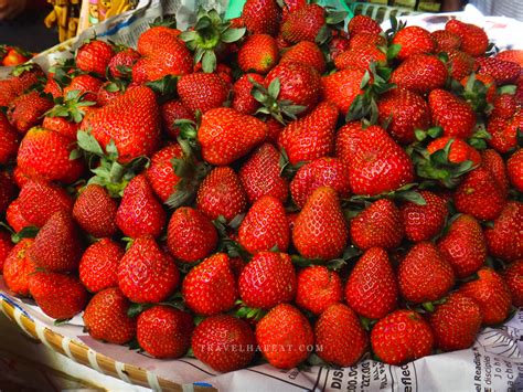 5 Things To Do In Strawberry Farm Baguio Go Travel First