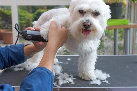 3 Convenient Benefits Of Mobile Dog Grooming Lucky Dawg Salon