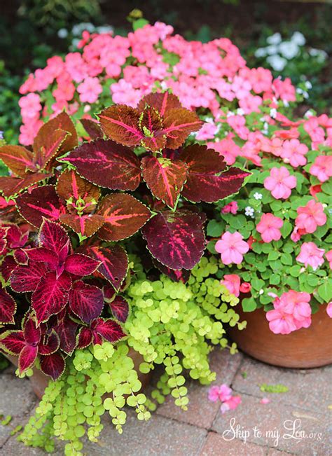 How To Plant Beautiful Container Gardens Skip To My Lou