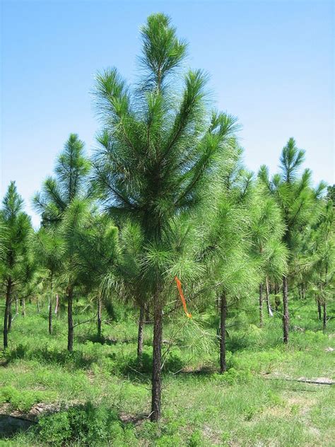 Pinus Elliottii Slash Pine Plantvine