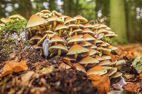 Wild Mushrooms And Fungi Growing On A Rotting Tree Stump Stock Image