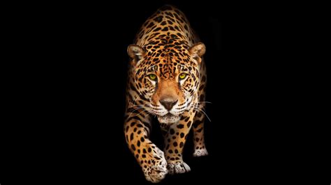 Wild Cat Jaguar Hd Wallpaper Download High Resolution 4k Wallpaper