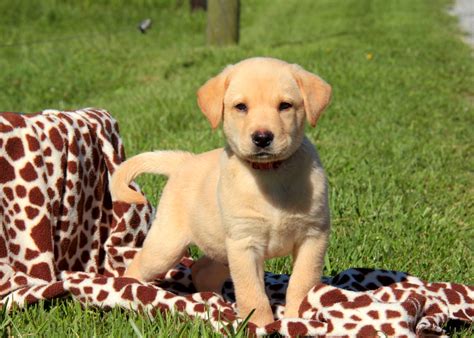 The mother can lie on the puppies and accidentally smother them or accidentally step on a pup and kill or injure it severely. Yellow Lab Puppies For Sale In PA