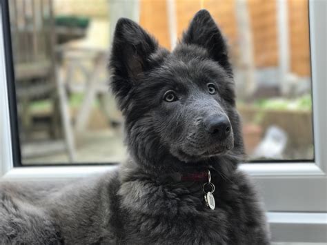 Blue German Shepherd Puppies Ever Hear Of A Blue German Shepherd