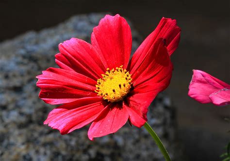 Red Cosmos Flower Macro Shooting Some Flowers In My Yard T Flickr