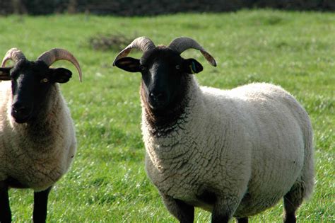 Norfolk Horn Sheep Pig Sheep Farm Sheep And Lamb