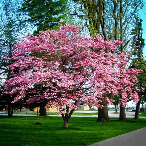 Blush pink blossoms open before deep flowering almond. Pink Dogwood | The Tree Center™