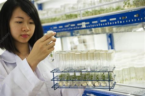 Plant Researcher Malaysia Stock Image C0134598 Science Photo