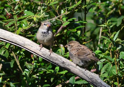 Sparrow Babies Passer Domesticus The Garden Is Full Of S Flickr