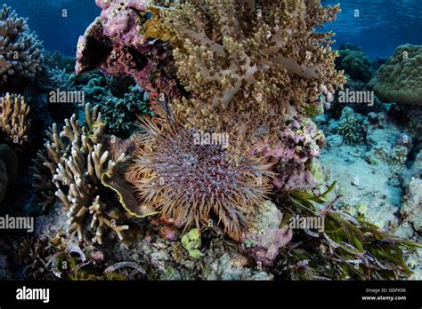 A Crown Of Thorns Starfish Acanthaster Planci Feeds On Living Corals