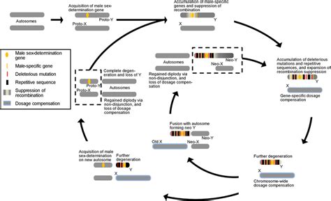 The Dynamic Cycle And Multiple Pathways Of Sex Chromosome Download
