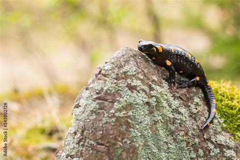 Fire Salamander Salamandra Salamandra Spotted Amphibian On The Green