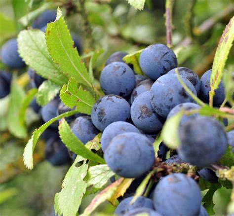 Sloe Berries Sloe Berries Berries Flickr