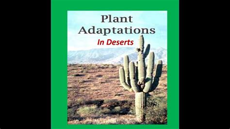 Spikes protect cacti from animals wishing to use stored water. Adaptations of Deserts Plants ( Cactus) -For Kids - YouTube