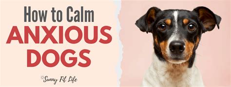 Calm Anxious Dogs Natural Remedy To Calm Your Stressed Dog