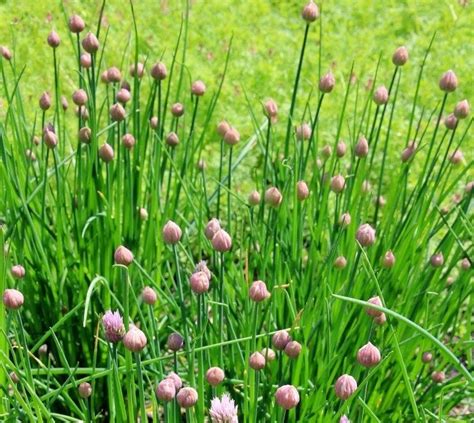 Farrahun Braiden Wild Chives Identification Are Wild Chives Safe To Eat