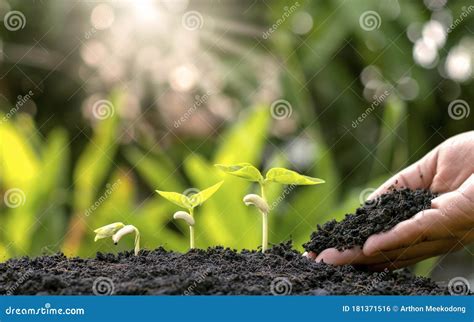 Planting Crops On Fertile Soil And The Hands Of Farmers Spinning The