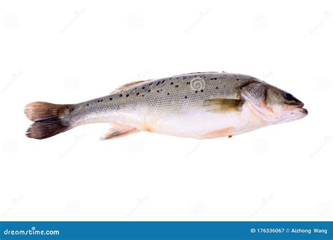 Sea Bass Stock Image Image Of Single Seafood Ocean 176336067