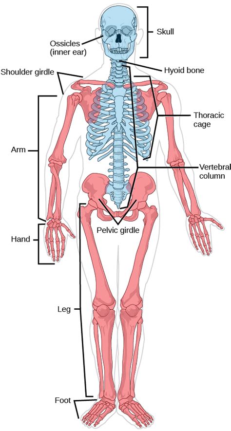 4 7 Musculoskeletal System Human Biology