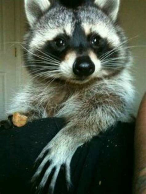 Where To Buy A Raccoon In South Africa Greater Good Sa
