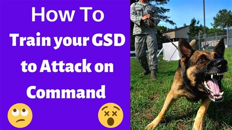 How To Train Your German Shepherd Puppy To Attack On Command Effective